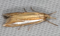 Crambus satrapellus