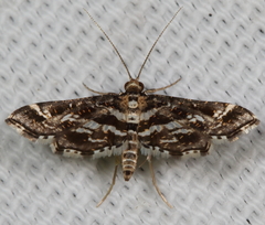 Diasemiopsis leodocusalis