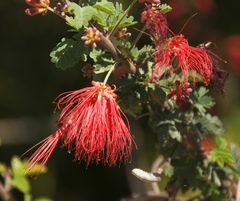 Calliandra peninsularis