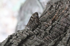 Hipparchia pellucida