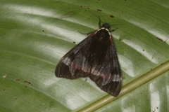 Dysschema leucophaea