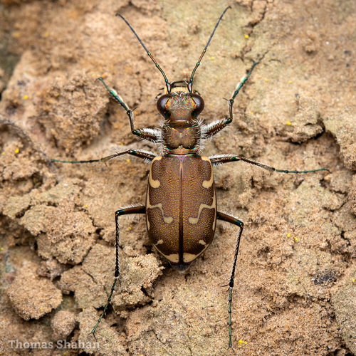 Bronzed Tiger Beetle