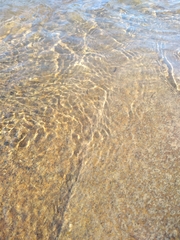 Catostomus commersonii