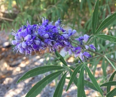 Vitex agnus-castus