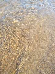 Catostomus commersonii