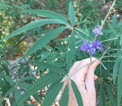 Vitex agnus-castus