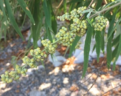 Vitex agnus-castus