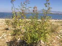Vitex agnus-castus