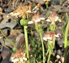 Eucephalus paucicapitatus