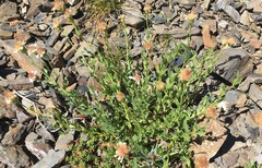 Eucephalus paucicapitatus