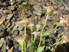 Eucephalus paucicapitatus