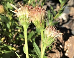 Eucephalus paucicapitatus