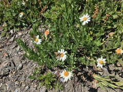 Eucephalus paucicapitatus