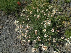 Eucephalus paucicapitatus