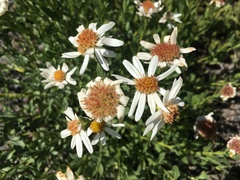 Eucephalus paucicapitatus