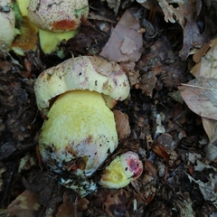 Butyriboletus regius