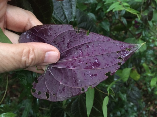 Dioscorea dodecaneura image