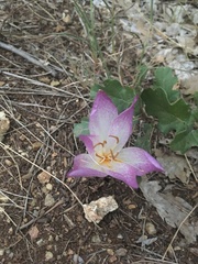 Colchicum bivonae