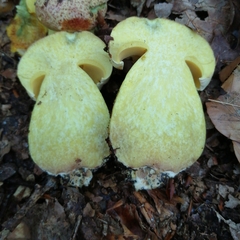 Butyriboletus regius