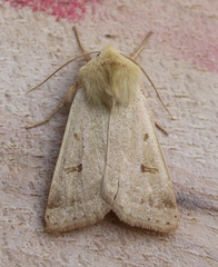 Dichagyris variabilis