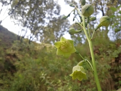 Prochnyanthes mexicana
