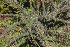 Aspalathus acanthophylla