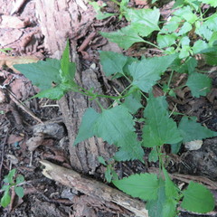 Fleischmannia incarnata