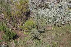 Aspalathus acanthophylla