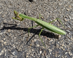 Tenodera sinensis