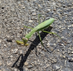 Tenodera sinensis