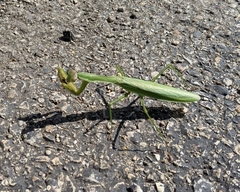 Tenodera sinensis