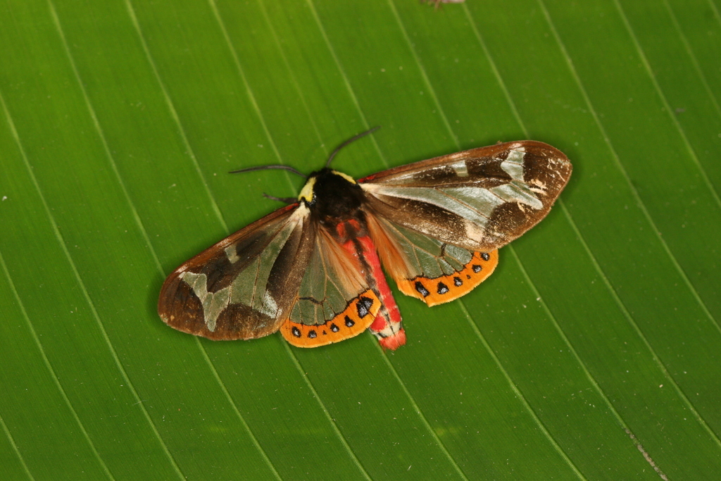 Southern Giant Flag Moth