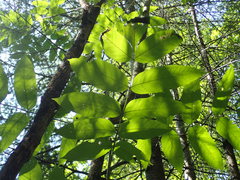 Fraxinus nigra image