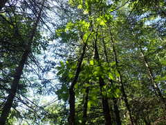 Fraxinus nigra image