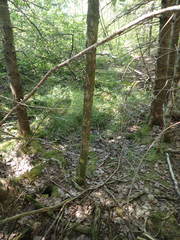 Fraxinus nigra image