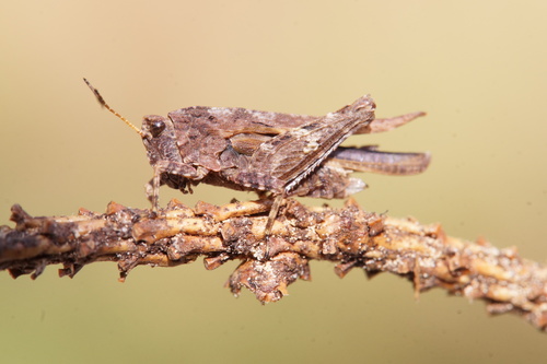 Cepero's Groundhopper