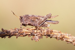 Tetrix ceperoi