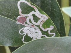 Phyllocnistis hyperpersea