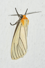 Spilosoma pelopea