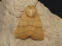 Charanyca trigrammica