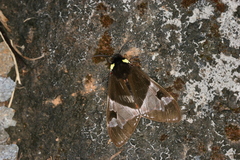 Dysschema panamensis