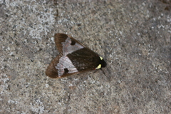 Dysschema panamensis