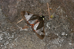 Dysschema panamensis