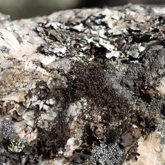 Pseudephebe pubescens