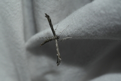 Hellinsia inquinatus