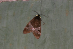 Dysschema panamensis