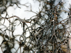 Pseudephebe pubescens