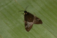 Dysschema panamensis