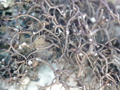 Pseudephebe pubescens