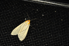 Spilosoma pelopea